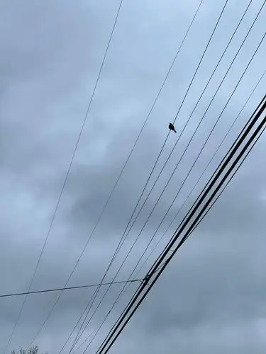 Solo observer on a wire, beneath a muted sky.